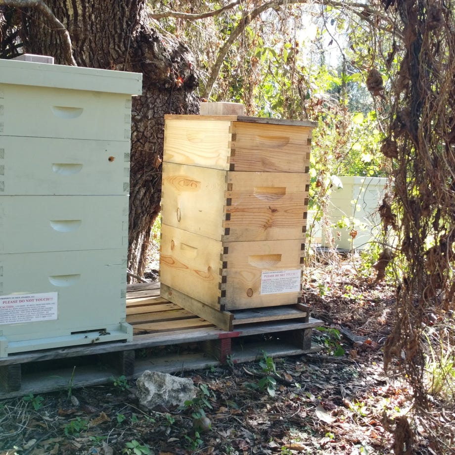 Photo of Hives