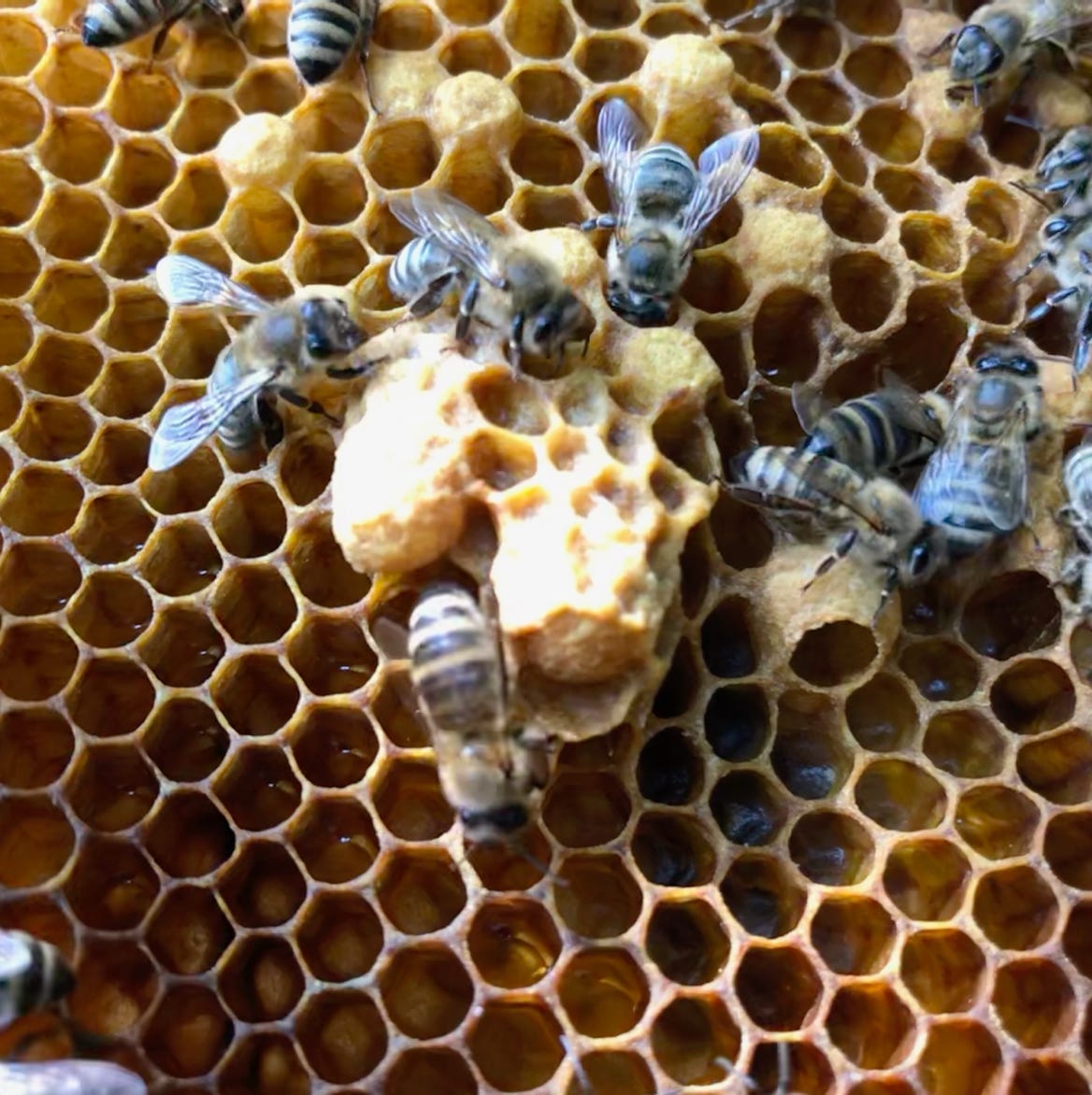 Queen Cells being cared for.