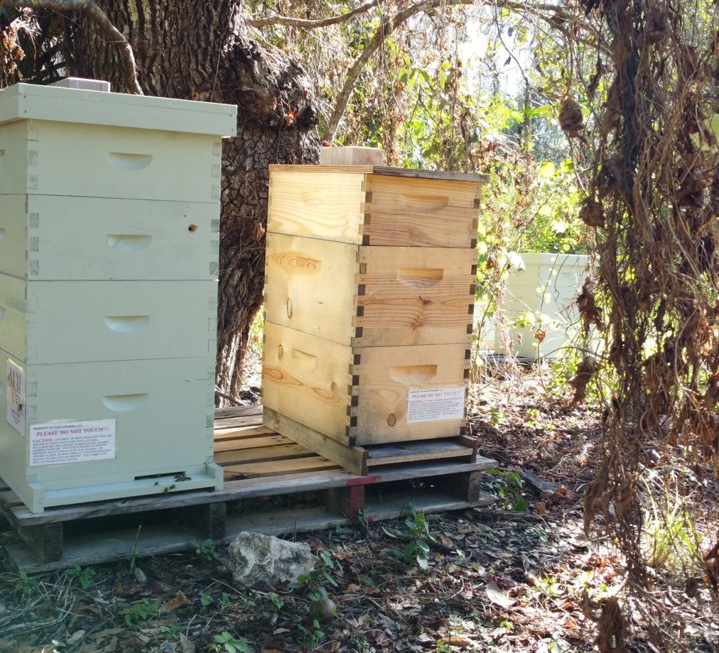 Photo of Hives